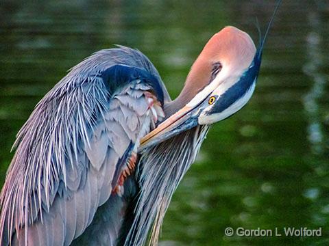 Heron Preening_DSCF03194.jpg - Great Blue Heron (Ardea herodias) photographed along the Rideau Canal Waterway at Smiths Falls, Ontario, Canada.